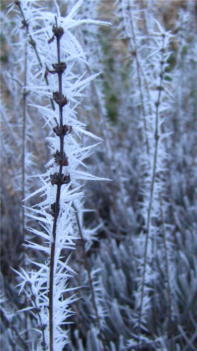 bijela lavanda